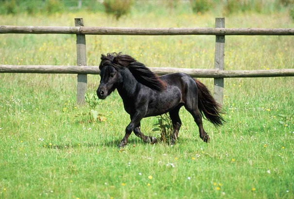 Menagerie Stables